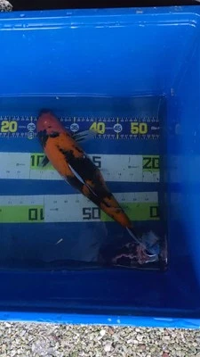  15 in Showa Female Japanese Koi Live Imported KoiGazer - Image 1 of 4