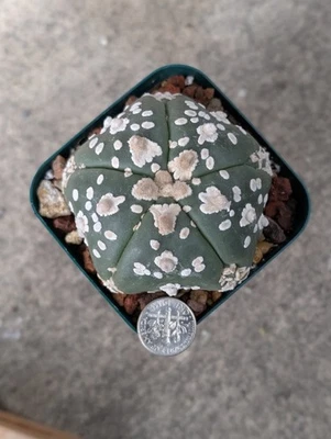 Astrophytum Asterias Goryo cv Superkabuto V type f Fukuruy, 2.75" pot shown - Image 1 of 4