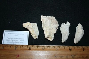 Cretaceous Rudist bivalve fossil Eoradiolites Fort Lancaster Fm Texas MED 1/bid - Picture 1 of 4
