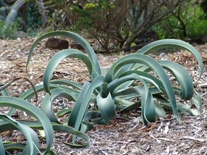 AGAVE PULPO - Agave vilmoriniana 10+ semillas - planta perenne suculenta W 237 - Imagen 1 de 1