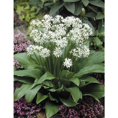 20 Graines D'AIL DES OURS de Savoie