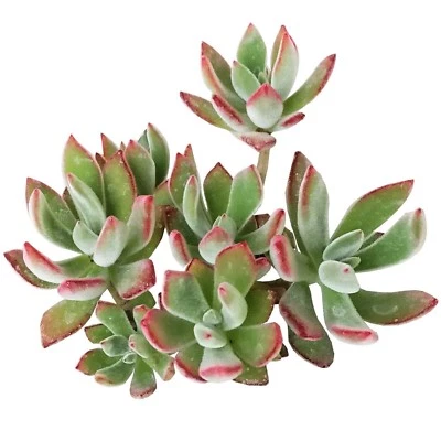 Echeveria harmsii 'Ruby Slippers' Furry Plush Succulent (2'' or 4'') - Image 1 of 4