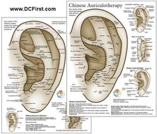 Feline Acupuncture Points Chart