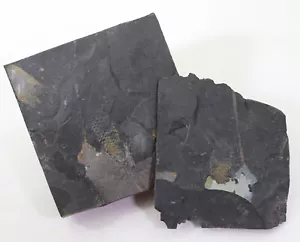 Hai-Ei, Palaeoxyris carbonaria, Karbon, Westfal, Piesberg, Deutschland -k157 - Bild 1 von 6
