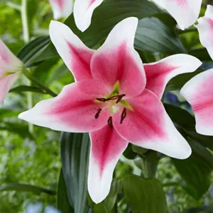 50 piezas Mezcla Raras Semillas de Flor de Lirio Plantación Flor Lilio Perfume Planta de Jardín - Imagen 1 de 8