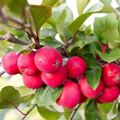 Apple Tree Appletini Fruit Dwarf Variety High Yielding Small Gardens 13cm Pot x1 - Image 1 of 4