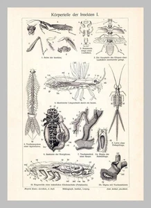 1909: Körperteile der Insekten I.+II.: 1 Grafiktafel +Text+Beilage - Bild 1 von 2