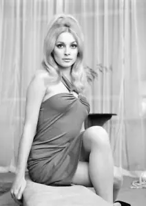 Sharon Tate 8x10 Glossy Photo - Picture 1 of 1