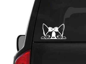 Peeking Boston Terrier Girl (A25) Vinyl Decal Sticker Car Laptop Window Custom - Picture 1 of 1