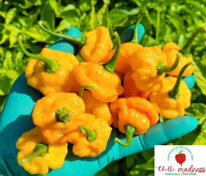 Chilli Jamaican Yellow Scotch Bonnet Hot Pepper Sustainably Grown in OZ 10 Seeds - Picture 1 of 5