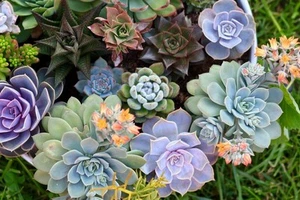 Aeonium Mixed Varieties 20 Seeds - Picture 1 of 1