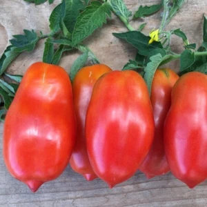 TOMATO SAN MARZANO 50 seeds Heirloom sauce tomatoes easy grow garden vegetable - Picture 1 of 5