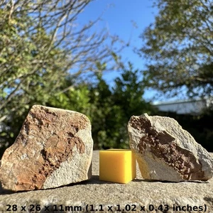 Rare Fossil Shrimp in Nodule – Triassic Age, Madagascar – Authentic Prehistoric - Picture 1 of 3