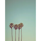 Ev Palm Trees Summer Santa Cruz California USA Photo Huge Wall Art Poster Print