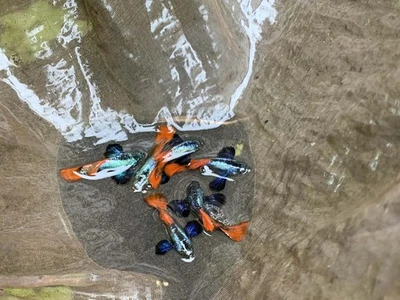 10+ Metal DUMBO ROJO Rosa COLA GRANDE Oreja-Vivo Acuario Pez Guppy Alta Calidad Foto 1 de 2