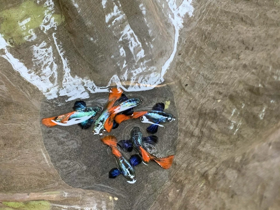 10+ Metal DUMBO ROJO Rosa COLA GRANDE Oreja-Vivo Acuario Pez Guppy Alta Calidad Foto 1 de 2