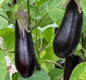 50 Graines - Aubergine de Barbentane - Semences Paysannes - BIO - Picture 1 of 1