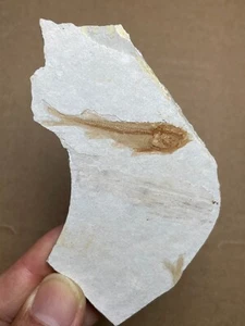 30g Jurazeit Lycoptera Fisch Gestein Präparat Western Liaoning China - Bild 1 von 15