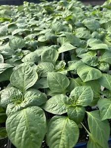 TANGY MILD MAD HATTER LOT OF 3 Pepper LIVE PLANTS 75 Days Old 500-1000 SHU - Picture 1 of 1