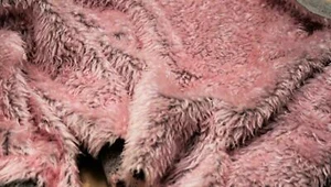 Material de tela de piel sintética de peluche rizado - rosa flor - Imagen 1 de 1