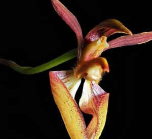 BULBOPHYLLUM LASIOCHILUM X PENDULISCAPUM PREVIOUSLY BLOOMED ORCHID PLANT - Picture 1 of 6