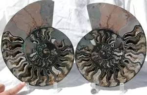 Grande Coppia Ammonite Nera Cristallo Profondo 110myo FOSSIL XL 256mm 10,0" 1085bb - Foto 1 di 11