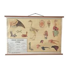 Educational Birds, School Chart, Vintage zoology chart, Bird Anatomy- Physiology