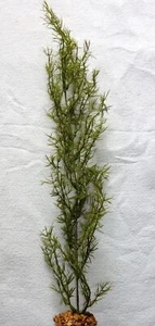 20” Medium OLIVE Green SPRENGERI Aquarium plastic plant, stone base - Picture 1 of 4