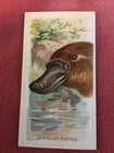 ALLEN & GINTER WILD ANIMALS OF THE WORLD 1889 - DUCK BILLED PLATYPUS