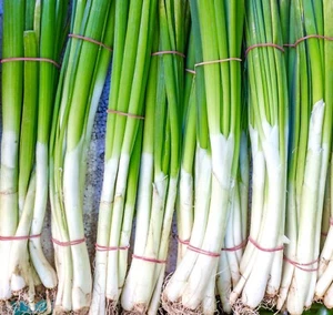 Spring Onion Seeds - 700 seeds - Long White Ishikura - Vegetable Seeds - Picture 1 of 1