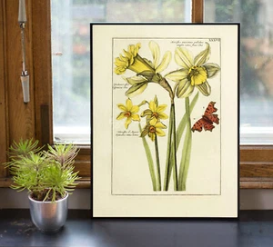 Botanical Poster Print Daffodil, Narcissus, Jonquil Easter Flowers Butterfly - Picture 1 of 5