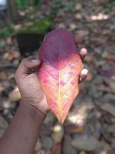 10 PCS India Tropical Sweet Wild Sea Almond Java Terminalia Catappa Leaves A+ - Picture 1 of 8