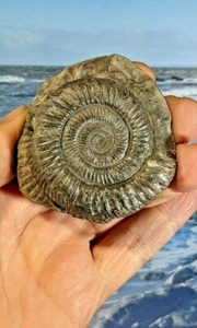 Large Whitby Dactylioceras Ammonite Whole Fossil on Matrix. 62mm x 60mm.  - Picture 1 of 11