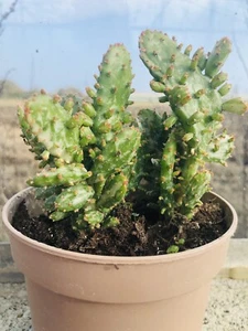 Varigated Opuntia Prickly Pear Cactus - Picture 1 of 3