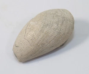Schnecke, Scaphander lignarius, Tertiär, Pliozän, Badagnano, Italien -f17 - Bild 1 von 6