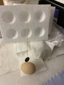 Sexing Indicator Magnet for Birds Works Every timeOn✅All Hatching Eggs & Chicks - Picture 1 of 4