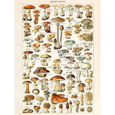 Millot Encyclopedia Page Mushrooms Fungus Large Wall Art Print 18X24 In - Image 1 of 4