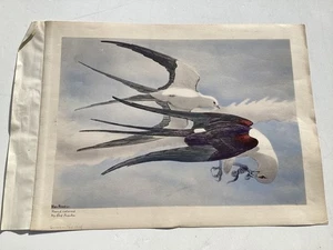 Original Schwalbenschwanzdrachen handkoloriert von Rex Brasher ca. 1930 - Bild 1 von 13