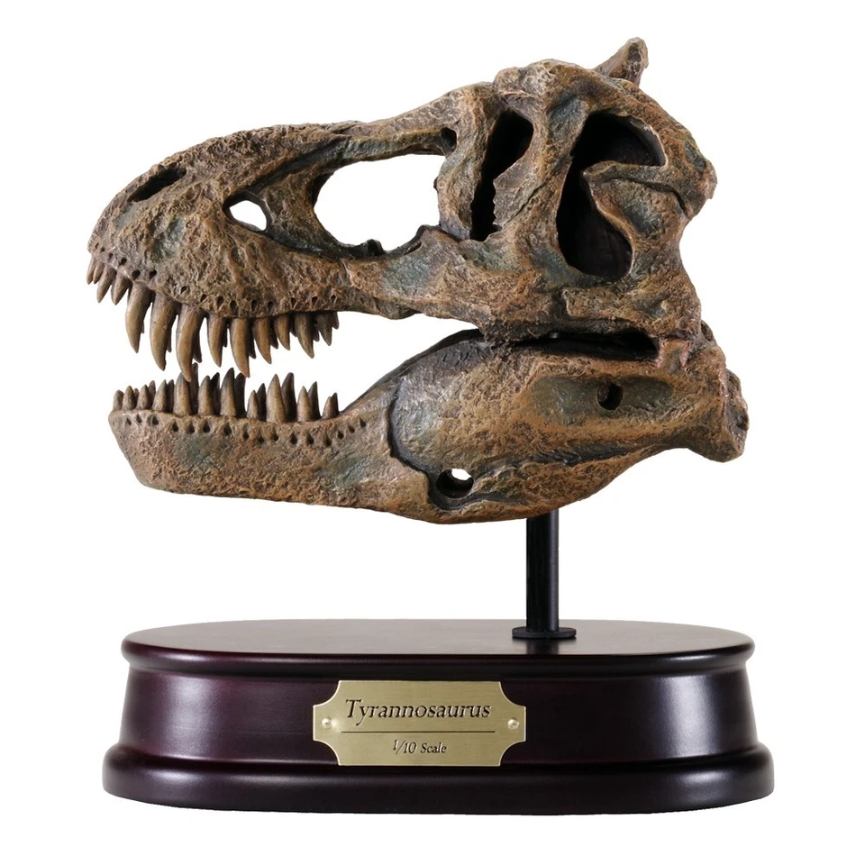 Tyrannosaurus T.rex Dinosaur Skull Model 1/10 Scale Replica by DinoStoreus - Image 1 of 1