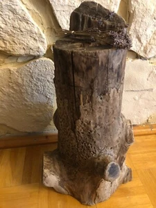 Treibholz, Stamm, Rustikal, Dekoration, Driftwood, Wohnen, Nachhaltigkeit, Natur - Bild 1 von 5