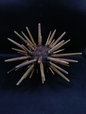 Large full Phyllacanthus imperialis urchin. 8" Collectable sea shell #14543 - Image 1 of 4