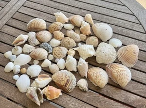 3 Lb Lot Of Sea Shells - Picture 1 of 5