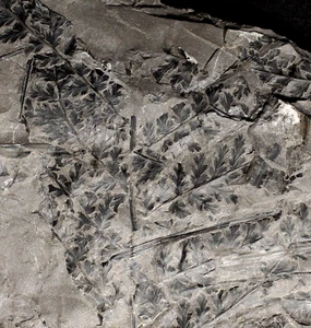Museum quality rare species Carboniferous plant fossil fern & Bothrostrobus cone - Picture 1 of 19