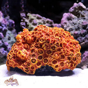 Artificial Coral Reef Fake Sunflower Plant Aquarium Ornament Fish Tank Decor DIY