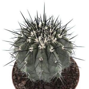 Copiapoa cinera BIG SIZE GRAFTED - NO CRESTED - Picture 1 of 4