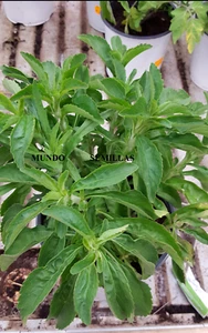 100 Semillas de stevia rebaudiana -estevia - hoja dulce natural - Imagen 1 de 1