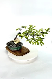 Chickasaw Plum Bonsai Tree, Fruiting Collection From Samurai-gardens - Picture 1 of 2