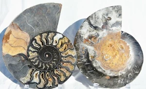 Large Ammonite Pair Crystals XXXLarge 8.6" 110myo Dino age Fossil 221mm 32181oa - Picture 1 of 12
