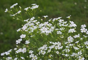 SEED-Annual Baby's Breath- Graceful, Delicate White Blooms -Gypsophilia elegans - Picture 1 of 4
