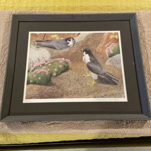 Framed Signed and Numbered Print Peregrine Falcon Pair Wildlife Art Stunning - Picture 1 of 24